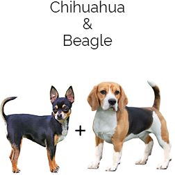Cheagle Dog